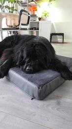 New orthopedic antislip dog bed xxl (see dog as reference), Dieren en Toebehoren, Ophalen, Zo goed als nieuw