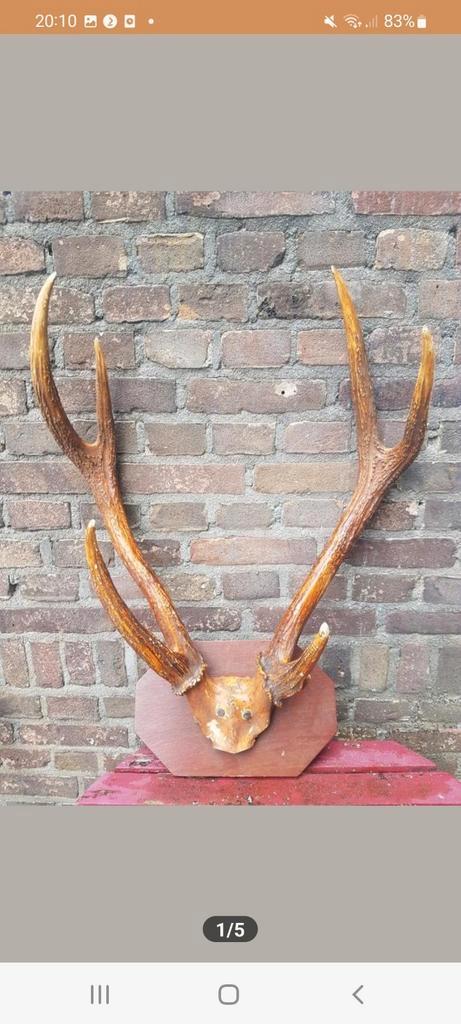Prachtig MEGA Rusa Sambar hert ( Aziatisch ) schedel herten, Verzamelen, Dierenverzamelingen, Zo goed als nieuw, Schedel, Hert