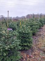 Verse kerstbomen super zaterdag 6 dec, Tuin en Terras, Ophalen, Zomer, Volle zon, Overige soorten