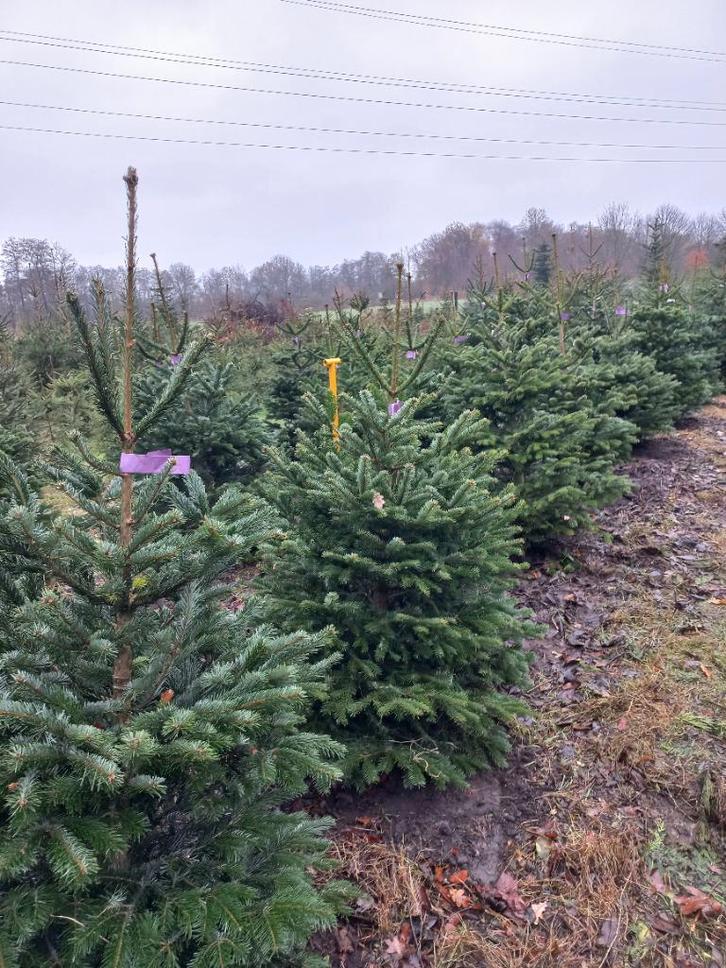 Verse kerstbomen super zaterdag 6 dec, Tuin en Terras, Planten | Bomen, Overige soorten, Volle zon, Zomer, Ophalen