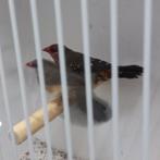 Tijgervinkjes, Dieren en Toebehoren, Vogels | Overige Vogels, Meerdere dieren, Tropenvogel