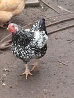 Haantje gratis, Dieren en Toebehoren, Mannelijk, Kip