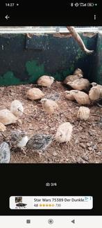 Ik verkoop jonge kwartels, Dieren en Toebehoren, Pluimvee, Vrouwelijk, Kip