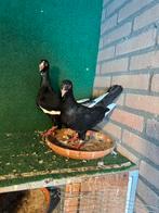 Zeer mooie duiven, Dieren en Toebehoren, Vogels | Duiven, Meerdere dieren