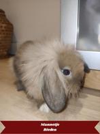7 mini-lop/lion head Ras konijntjes. 24 juli in VERKOOP!!!, Dieren en Toebehoren, Konijnen, Meerdere dieren, Dwerg, Hangoor, 0 tot 2 jaar