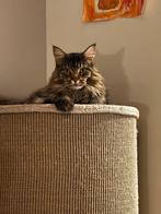 Maine Coon kater “Guus”, Dieren en Toebehoren, Katten en Kittens | Raskatten | Langhaar, Kater, Gechipt