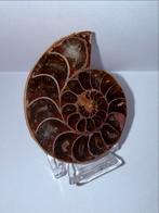 Prachtige Ammoniet Fossiel met Displayvoet, Ophalen of Verzenden, Fossiel