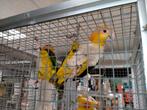 Mooi onverwant koppel roestkop caique's, Meerdere dieren, Papegaai, Geringd