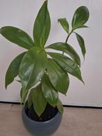 Callisia fragrans plant, Huis en Inrichting, Kamerplanten, Ophalen, Halfschaduw, Minder dan 100 cm