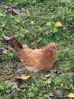 3 jonge bruine leghoorn hanen te koop., Dieren en Toebehoren, Pluimvee, Mannelijk, Kip