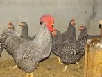 Jonge Amrock hennen, Dieren en Toebehoren, Pluimvee, Vrouwelijk, Kip