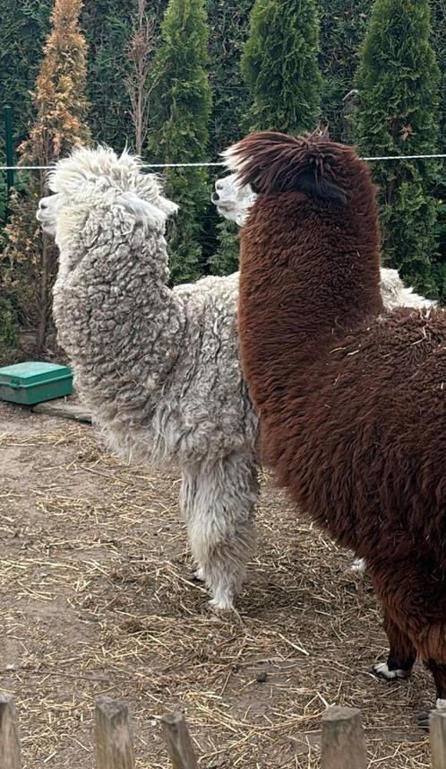 Lieve alpaca hengst. Plaatje om te zien., Dieren en Toebehoren, Overige Dieren, Mannelijk, Voor 1 juli 2024