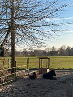 Plekje vrij voor een ruin of hengstje tm 1.20m, Dieren en Toebehoren, Stalling, 1 paard of pony