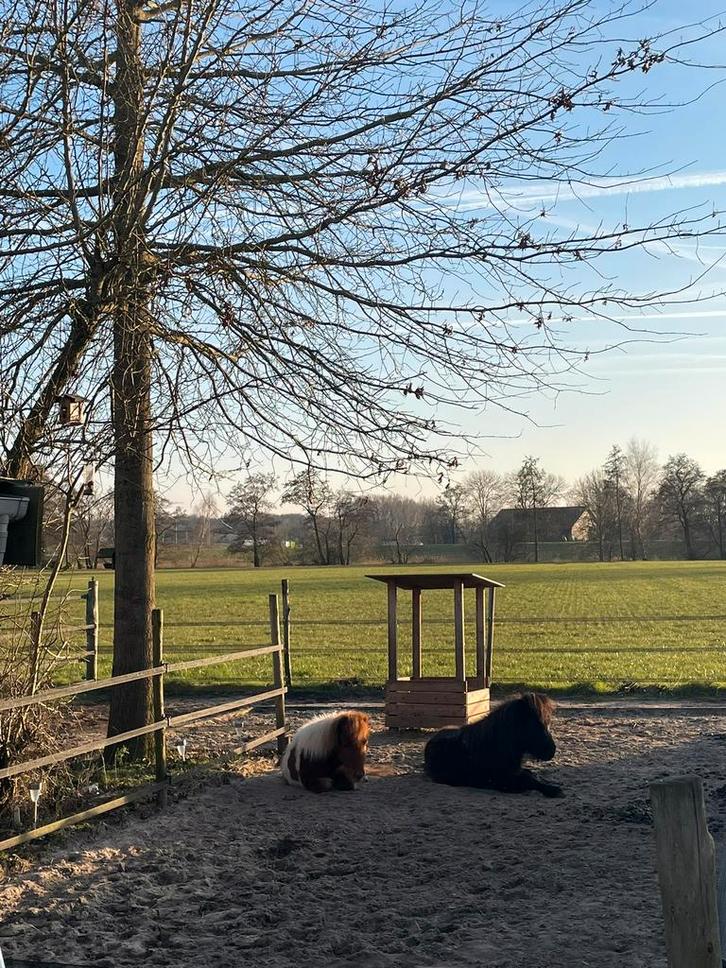 Plekje vrij voor een ruin of hengstje tm 1.20m, Dieren en Toebehoren, Stalling en Weidegang, Stalling, 1 paard of pony