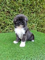 Mooi boomer pupje.  Teefje., Dieren en Toebehoren, Honden | Chihuahua's en Gezelschapshonden, Overige rassen, CDV (hondenziekte)