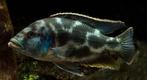 Nimbochromis livingstonii gezocht, Dieren en Toebehoren, Vissen | Aquariumvissen, Vis