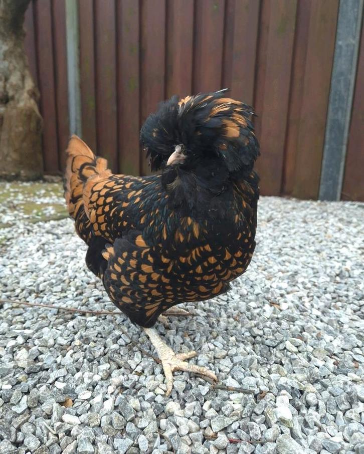 2 Padua hennen, Dieren en Toebehoren, Pluimvee, Kip, Vrouwelijk