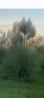 Pampas gras snij planten, Tuin en Terras, Overige soorten, Struik, Ophalen, 100 tot 250 cm
