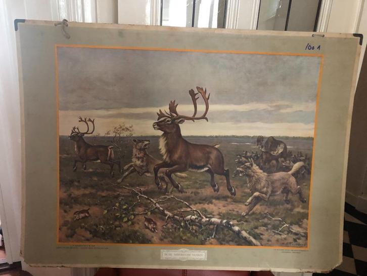 Wandplaat in de Siberische vlakte, Antiek en Kunst, Antiek | Schoolplaten, Natuur en Biologie, Ophalen of Verzenden