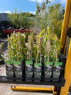 Nieuw binnen wintergroene clematis Armandii veel gevraagd, Ophalen, Vaste plant, Halfschaduw, Klimplanten
