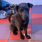 ACE: Bryna, wie wil haar begeleiden in haar verder leventje?, Dieren en Toebehoren, Honden | Niet-rashonden, Particulier, 15 weken tot 1 jaar