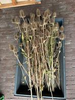 Gedroogde kaardebol, Ophalen of Verzenden, Zo goed als nieuw