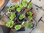 Gratis afhalen! Korona aardbeienstekjes., Ophalen, Volle zon, Vaste plant, Fruitplanten
