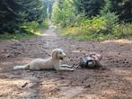 Lieve poedel teef 9 maanden, Dieren en Toebehoren, Poedel, 15 weken tot 1 jaar, Teef, Eén hond