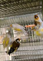 Major Putters Distelvink, Dieren en Toebehoren, Vogels | Overige Vogels, Meerdere dieren, Geringd