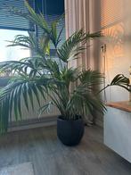 Grote Areca-palm met pot, Ophalen of Verzenden, Gebruikt