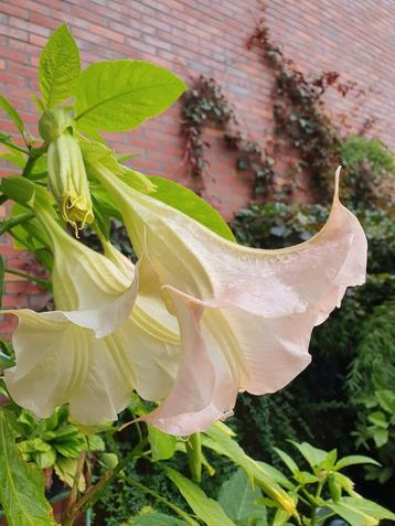 Brugmansia stekken  beschikbaar voor biedingen