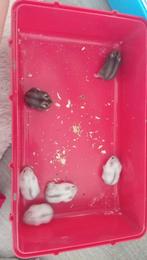 Dwerghamsters, Dieren en Toebehoren, Knaagdieren, Hamster, Juli, Meerdere dieren, Tam