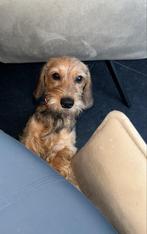 Kaninchen teckel teefje met fci stamboom, Dieren en Toebehoren, Kaninchen, Particulier, CDV (hondenziekte), Buitenland