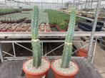 Cactus Myrtillocactus Geometrizans CV Grecas potmaat 25 cm, Ophalen of Verzenden, Minder dan 100 cm, Bloeiende kamerplant, Volle zon