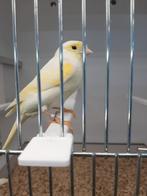 Mozaïek pop, Dieren en Toebehoren, Vogels | Kanaries, Vrouwelijk, Kleurkanarie