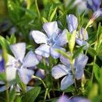 Vinca minor La Grave bowless. Maagdenpalm bodembedekkers, Tuin en Terras, Bodembedekkers, Vaste plant, Ophalen of Verzenden, Halfschaduw
