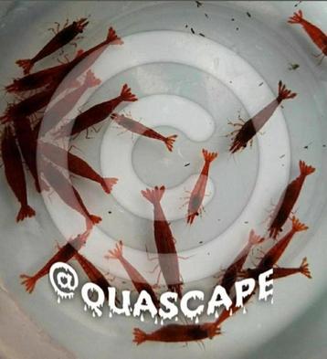 Bloody Mary garnalen High Grade (neocaridina) aquarium   beschikbaar voor biedingen