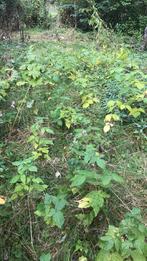 Rode zomerframbozen planten, Ophalen of Verzenden, Overige soorten, Minder dan 100 cm