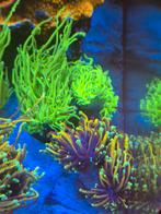 Diverse stekken toorts zeeaquarium, Dieren en Toebehoren, Overige typen, Zoutwatervis