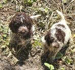 Cockapoo pups mogen nest verlaten, Dieren en Toebehoren, Honden | Retrievers, Spaniëls en Waterhonden, Overige rassen, CDV (hondenziekte)