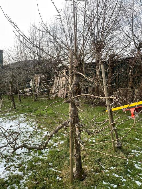 Oude Appelbomen, Tuin en Terras, Planten | Bomen, Bolboom, Halfschaduw, Ophalen