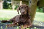 Labmaraner pups ( labrador x weimaraner ), Dieren en Toebehoren, Honden | Niet-rashonden, Nederland, 15 weken tot 1 jaar, CDV (hondenziekte)