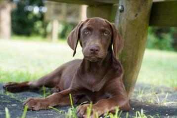 Labmaraner pups ( labrador x weimaraner ) beschikbaar voor biedingen