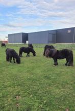 Koppel grote maat zwarte NSPS stamboek merries / shetlander, Dieren en Toebehoren, Pony's, Meerdere dieren, A pony (tot 1.17m)