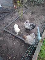 Zijdehoenders, Dieren en Toebehoren, Pluimvee, Meerdere dieren, Kip