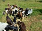 Jonge bokjes, Dieren en Toebehoren, Schapen, Geiten en Varkens, Mannelijk, Geit