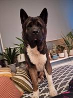 Amerikaanse akita dekreu, Rabiës (hondsdolheid), Reu, 1 tot 2 jaar, Eén hond