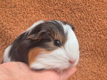 Sheltie zwart tan bont beertje langhaar driekleur lief tam beschikbaar voor biedingen