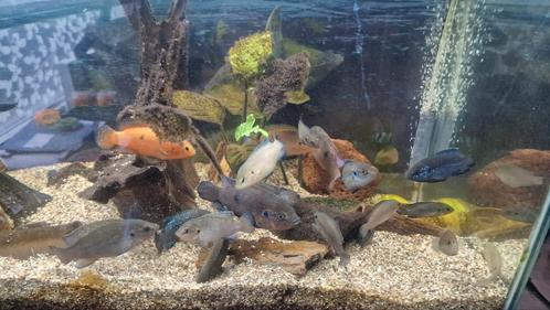 ca 20 Ocara ciclides, Dieren en Toebehoren, Vissen | Aquariumvissen, Vis