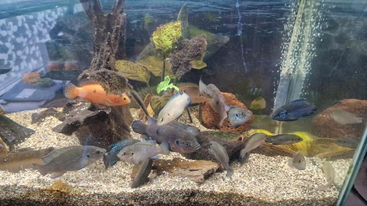 ca 20 Ocara ciclides, Dieren en Toebehoren, Vissen | Aquariumvissen, Vis